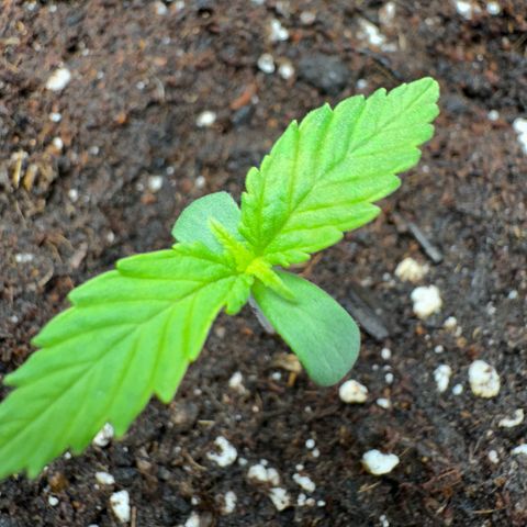 Kostenlos growlog timeline photo