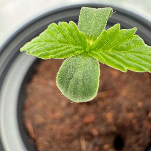 Kostenlos growlog timeline photo