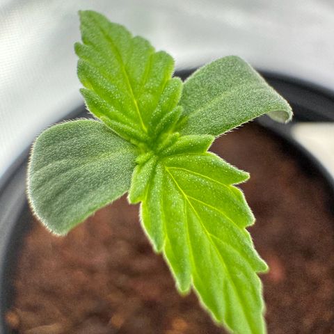 Kostenlos growlog timeline photo