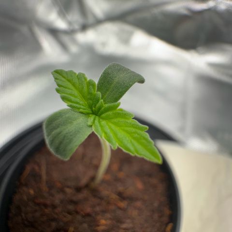 Kostenlos growlog timeline photo