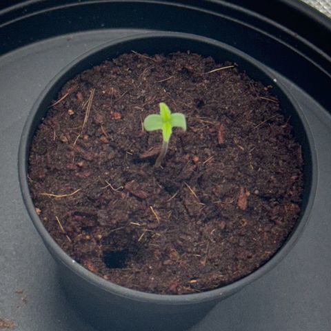 Kostenlos growlog timeline photo