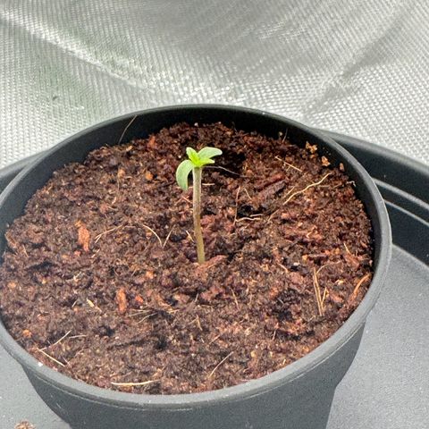 Kostenlos growlog timeline photo
