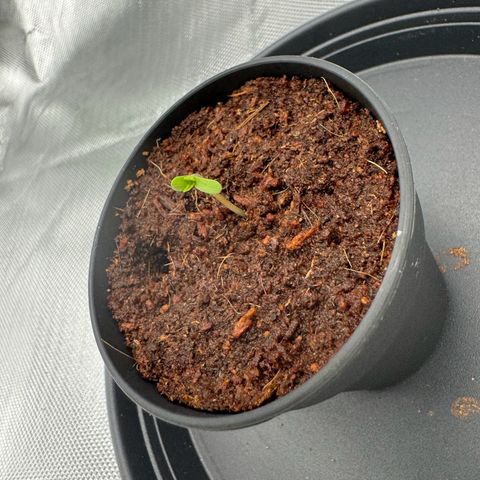 Kostenlos growlog timeline photo