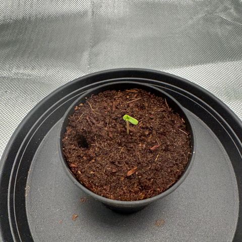 Kostenlos growlog timeline photo