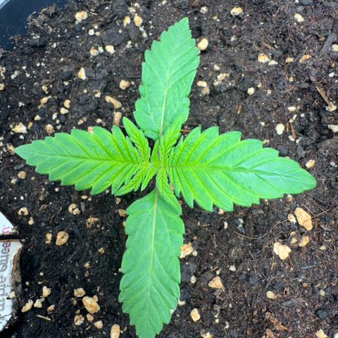 Queen growlog timeline photo
