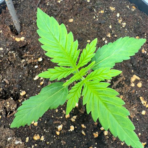 Kostenlos growlog timeline photo