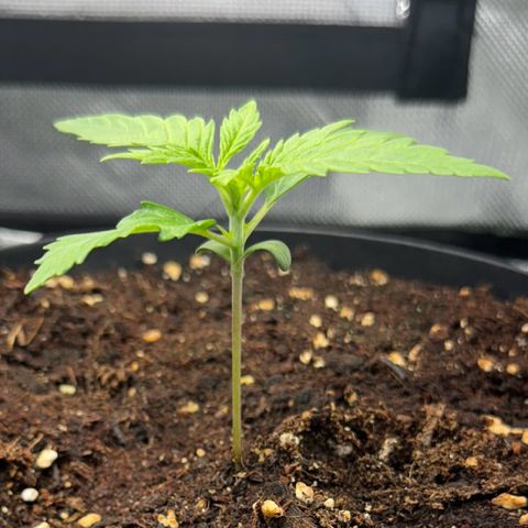 Kostenlos growlog timeline photo