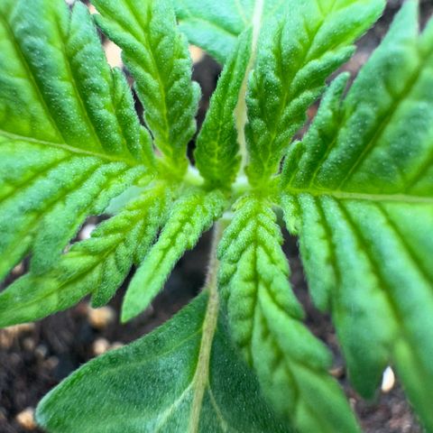 Kostenlos growlog timeline photo