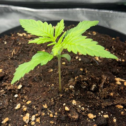 Kostenlos growlog timeline photo