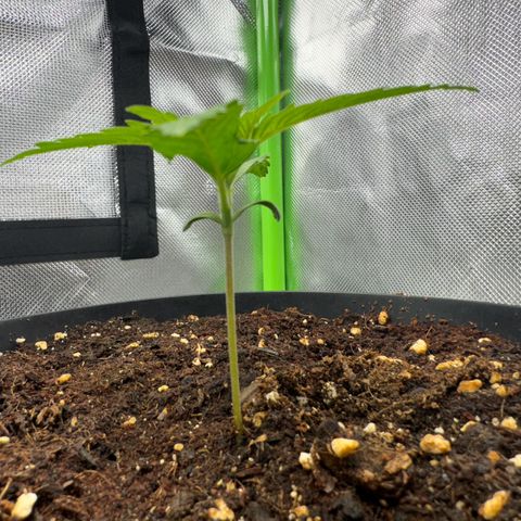 Kostenlos growlog timeline photo