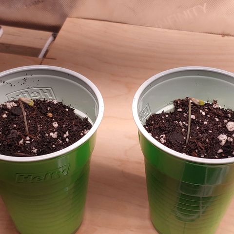 Purple amnesia growlog timeline photo
