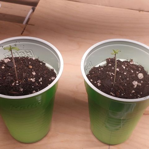 Purple amnesia growlog timeline photo