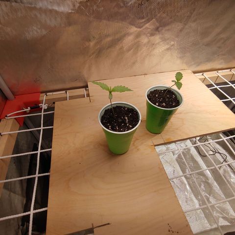 Purple amnesia growlog photo: No nutrients yet, but will start soon. 30-40ml water/day