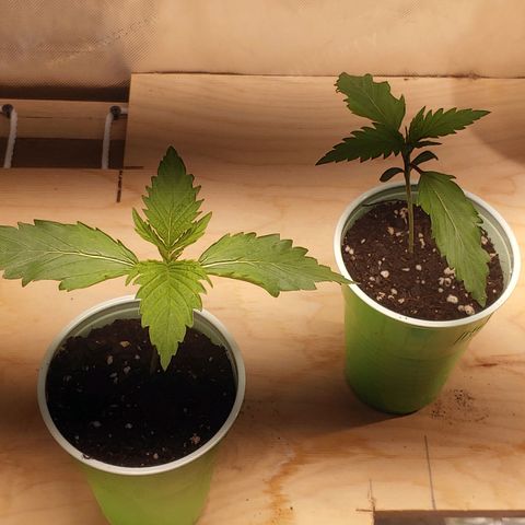 Purple amnesia growlog timeline photo
