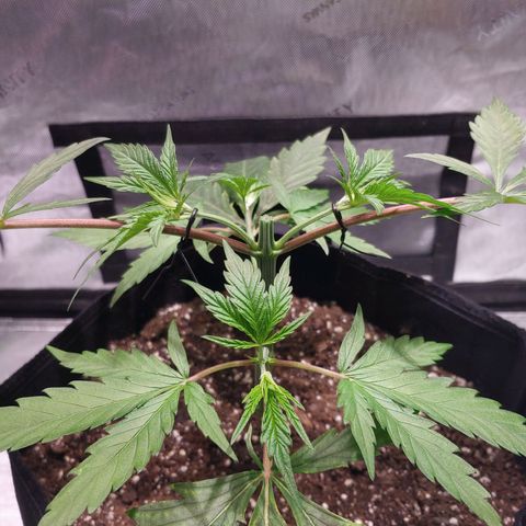 Purple amnesia growlog photo: Topped at 3rd node after 5th had grown. Using bread ties and some string wrapped under the pot to train the branches downward