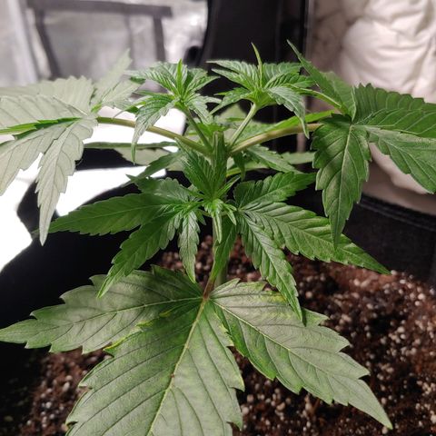 Purple amnesia growlog photo: Topped at 3rd node after 5th had grown. Using bread ties and some string wrapped under the pot to train the branches downward