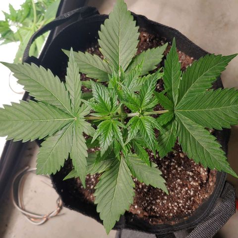 Purple amnesia growlog photo: Topped at 3rd node after 5th had grown. Using bread ties and some string wrapped under the pot to train the branches downward