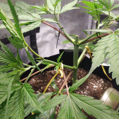 Purple amnesia growlog photo: Topped at 3rd node after 5th had grown. Using bread ties and some string wrapped under the pot to train the branches downward