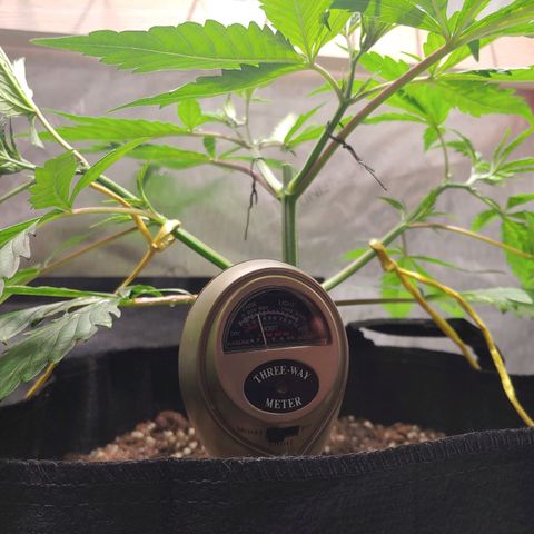 Purple amnesia growlog photo: Topped at 3rd node after 5th had grown. Using bread ties and some string wrapped under the pot to train the branches downward