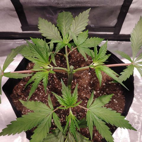 Purple amnesia growlog photo: Topped at 3rd node after 5th had grown. Using bread ties and some string wrapped under the pot to train the branches downward