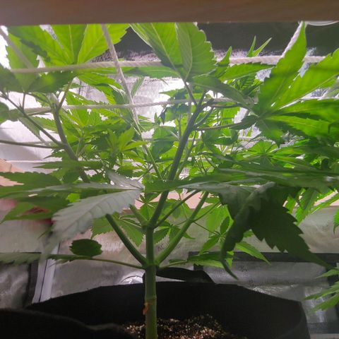Purple amnesia growlog timeline photo