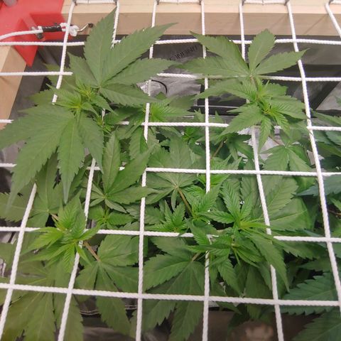 Purple amnesia growlog timeline photo