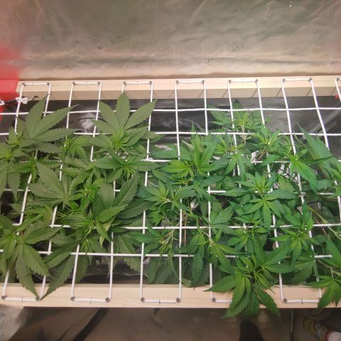 Purple amnesia growlog timeline photo