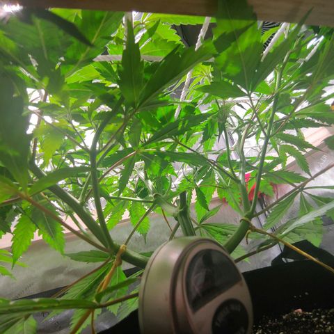 Purple amnesia growlog timeline photo