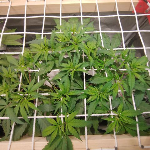 Purple amnesia growlog timeline photo