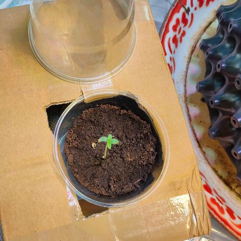 Brookly Sunrise growlog timeline photo