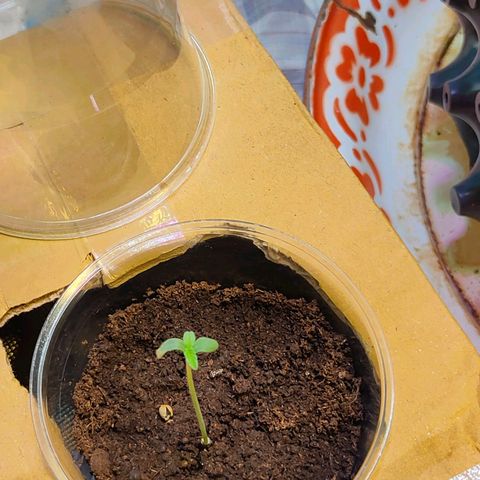Brookly Sunrise growlog timeline photo
