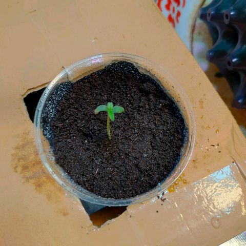 Brookly Sunrise growlog timeline photo