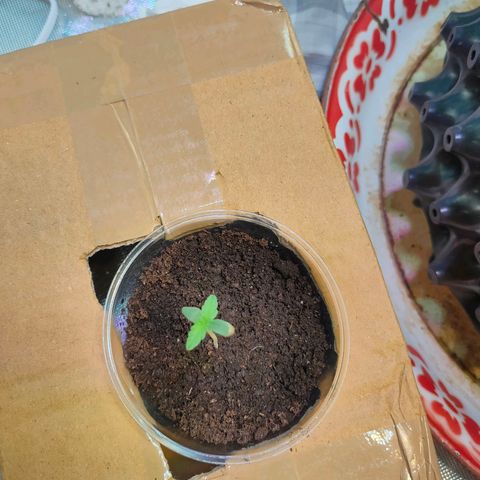 Brookly Sunrise growlog timeline photo