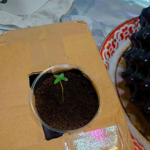 Brookly Sunrise growlog timeline photo
