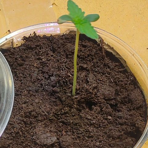 Brookly Sunrise growlog timeline photo
