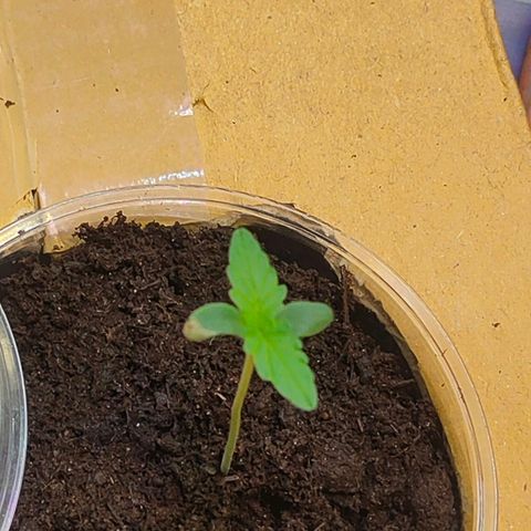 Brookly Sunrise growlog timeline photo