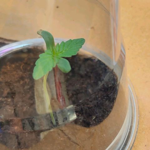 Brookly Sunrise growlog timeline photo