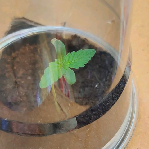 Brookly Sunrise growlog timeline photo