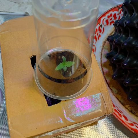 Brookly Sunrise growlog timeline photo
