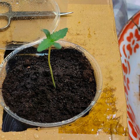 Brookly Sunrise growlog timeline photo