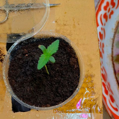 Brookly Sunrise growlog timeline photo