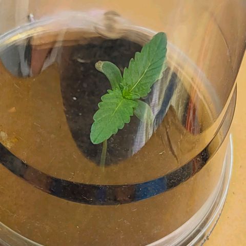 Brookly Sunrise growlog timeline photo