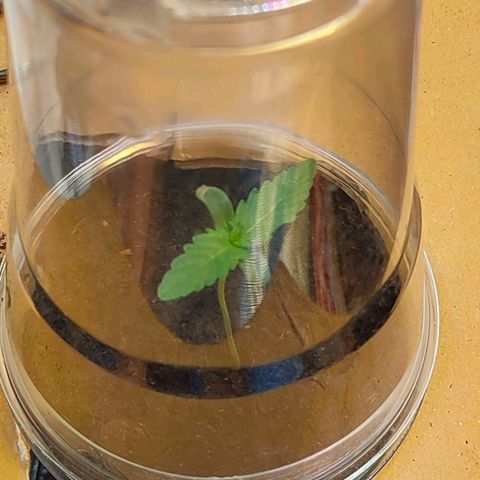 Brookly Sunrise growlog timeline photo