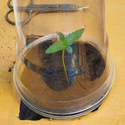 Brookly Sunrise growlog timeline photo