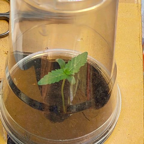 Brookly Sunrise growlog timeline photo