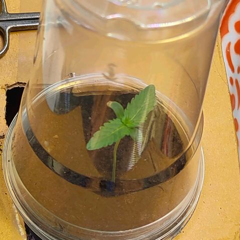 Brookly Sunrise growlog timeline photo