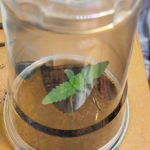 Brookly Sunrise growlog timeline photo