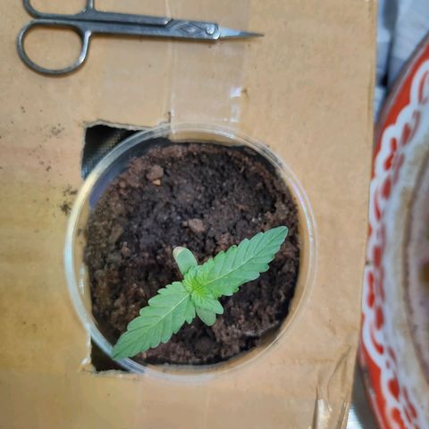 Brookly Sunrise growlog timeline photo
