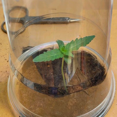 Brookly Sunrise growlog timeline photo