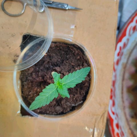 Brookly Sunrise growlog timeline photo